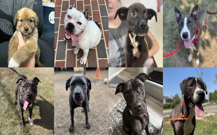 20250822pups