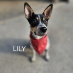 Lily