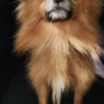 Duchess