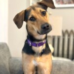 Sophie