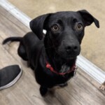 Stella