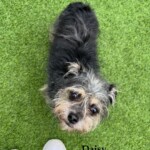 Daisy