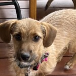 Penny