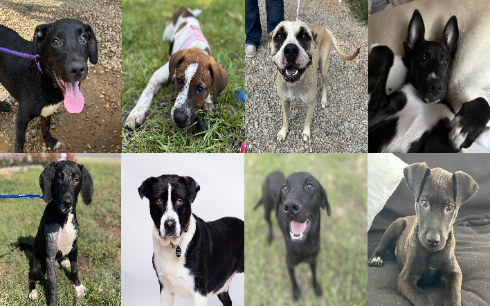 20250801pups