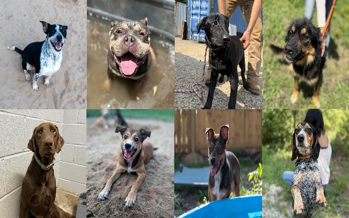 20250821pups