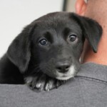 Pepper