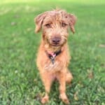Willow