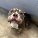 Hogan