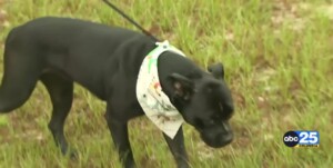 Pet Of The Week Midnight