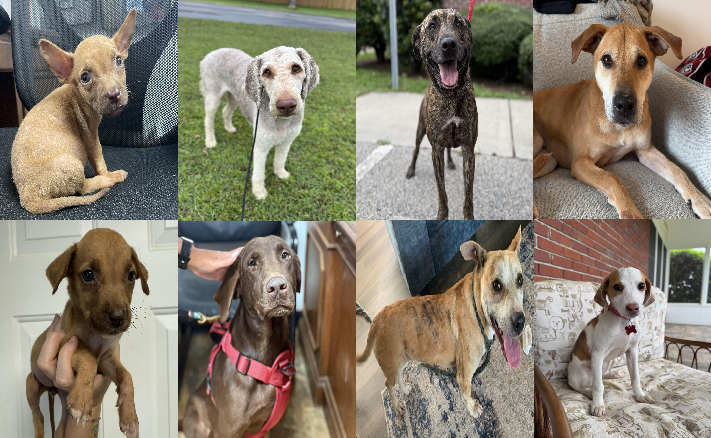 20250805pups