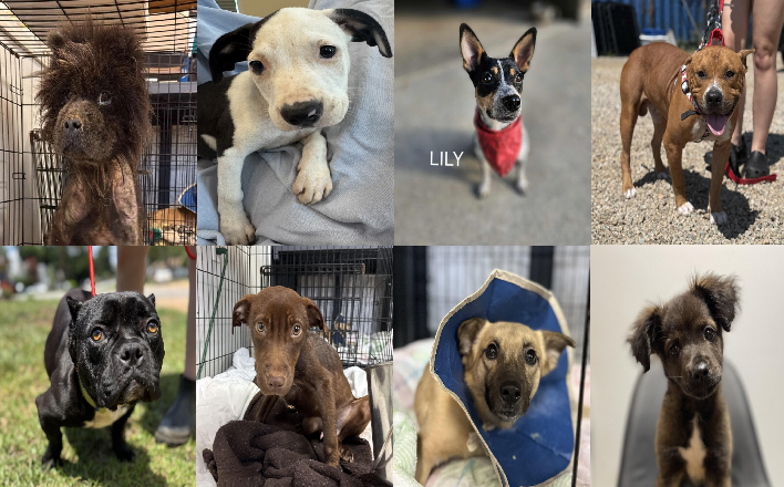 20250826pups