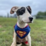 Clark Kent
