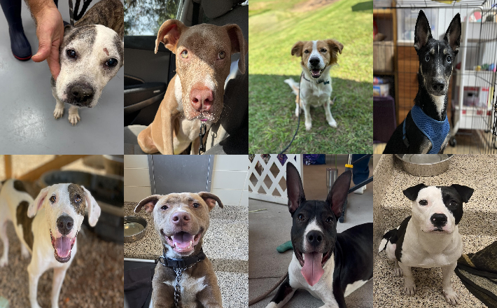 20250909pups