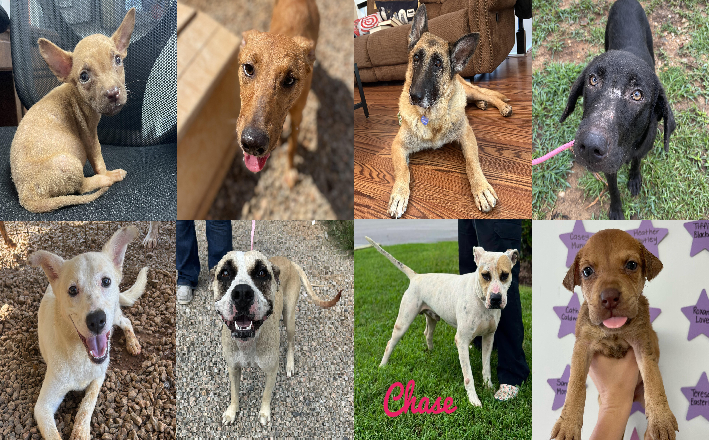 20250905pups