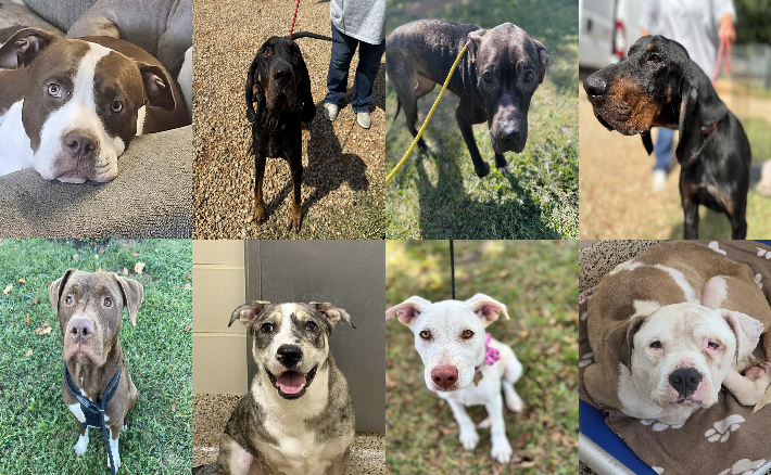 20250917pups