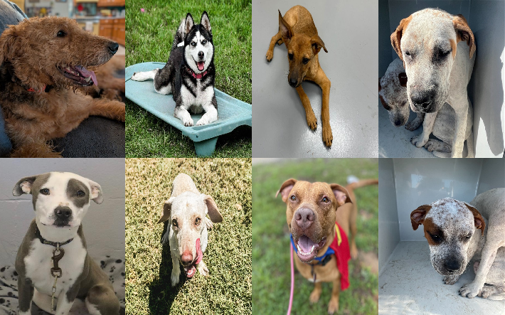 20250910pups
