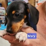 Mary