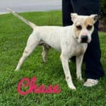 Chase