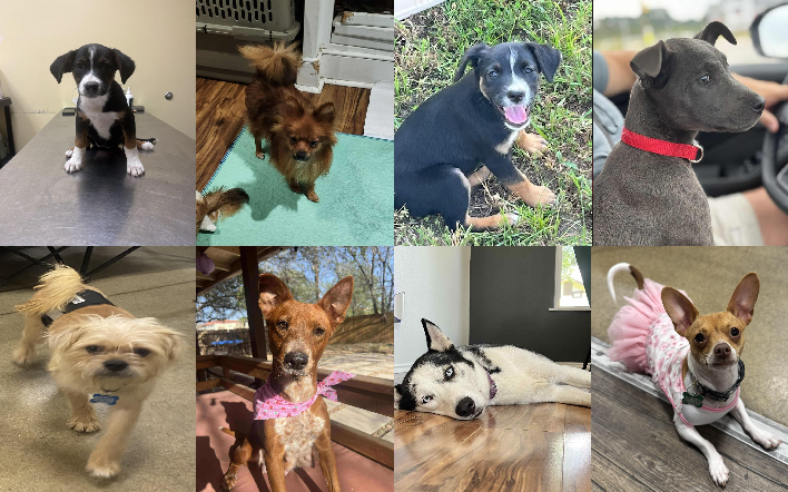 20250908pups