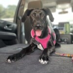 Eloise