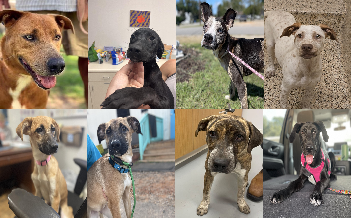 20250925pups