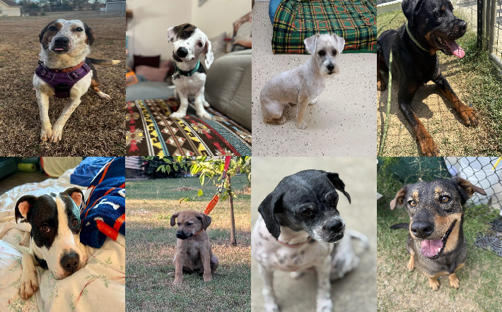 20250922pups