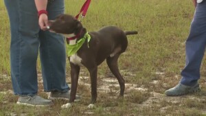 Pet Of The Week: Reginald