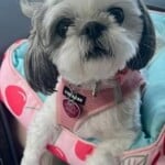 Dolly