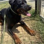 Brutus
