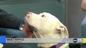 Cola Pet Of The Week: Ripple