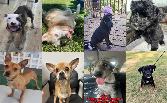 20250930pups