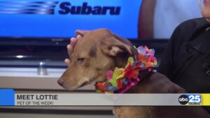 Pet Of The Week: Lottie