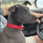 Chloe