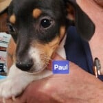 Paul
