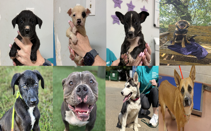 20250916pups