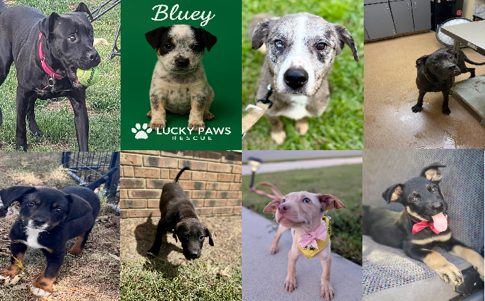 20250915pups
