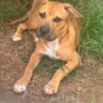 Jax