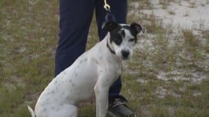 Pet Of The Week Sweetie