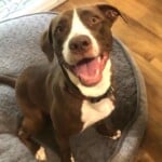 Rosie