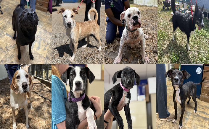 20250911pups