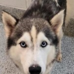 Koda