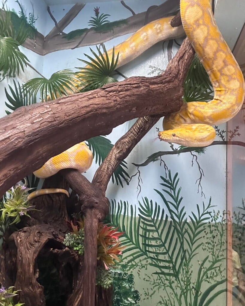 Massive Python That Was Found In Newberry County