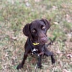 Sadie