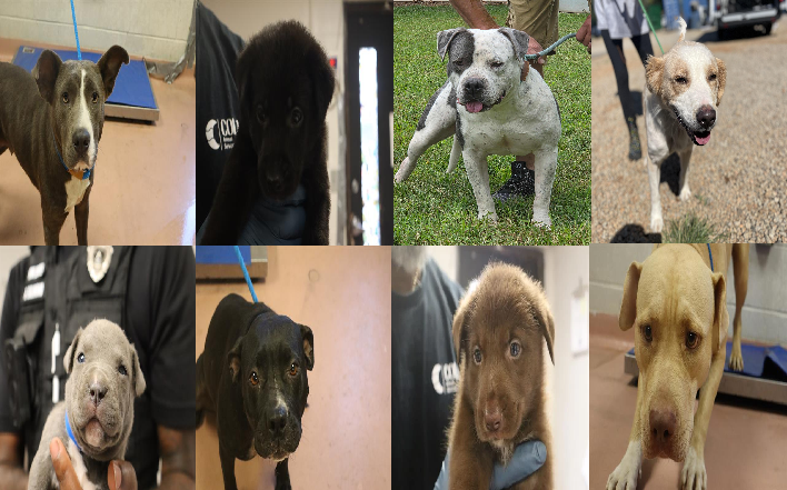 20250919pups