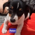 Peter