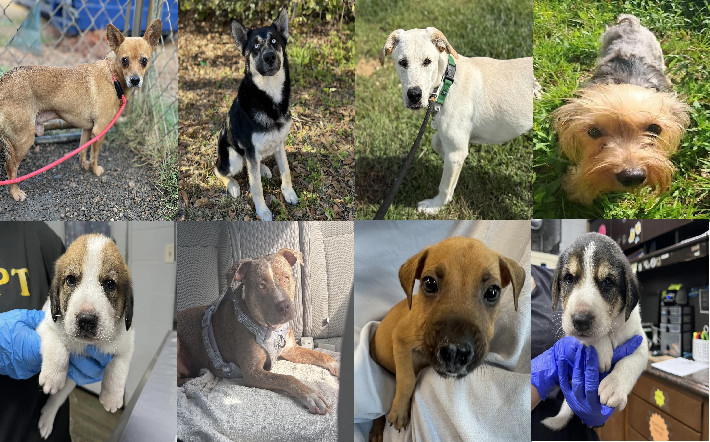 20250903pups