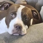 Bindi