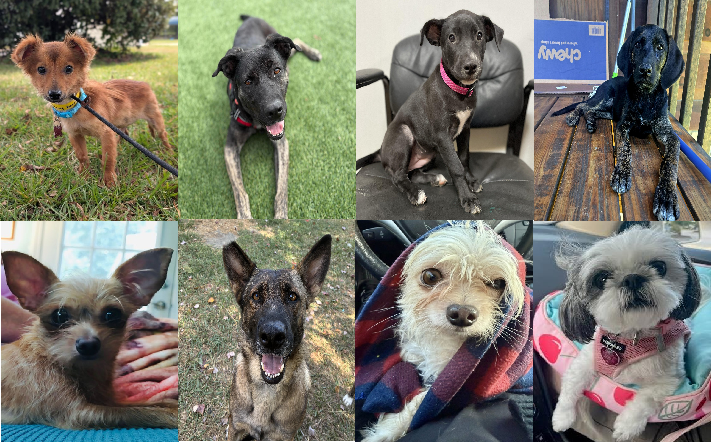 20250926pups