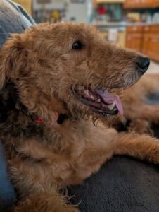 Archie
