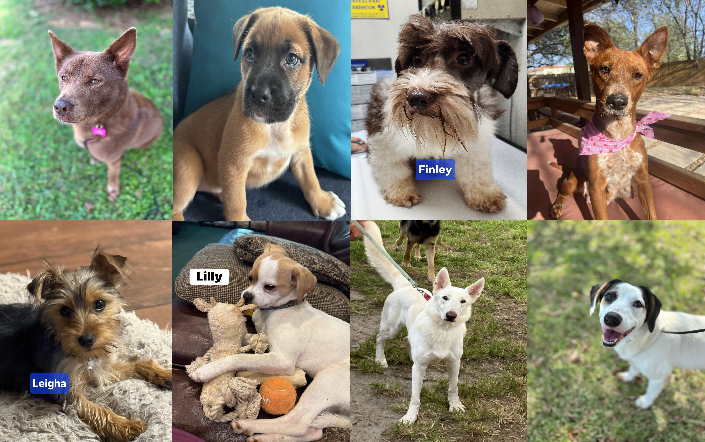 20250929pups